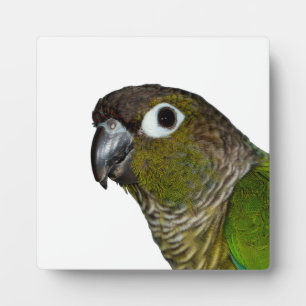 Green Cheeked Conure Plaque