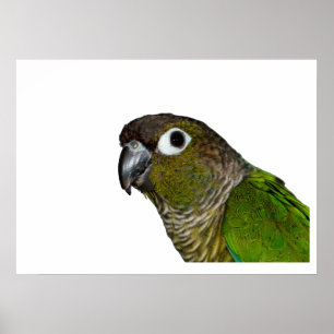 Green Cheeked Conure Poster