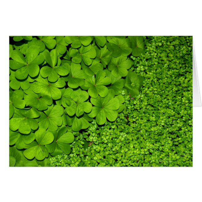 Green Clover (Front Horizontal)