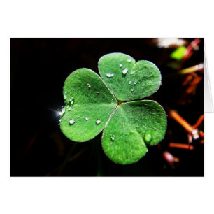green clover with light star