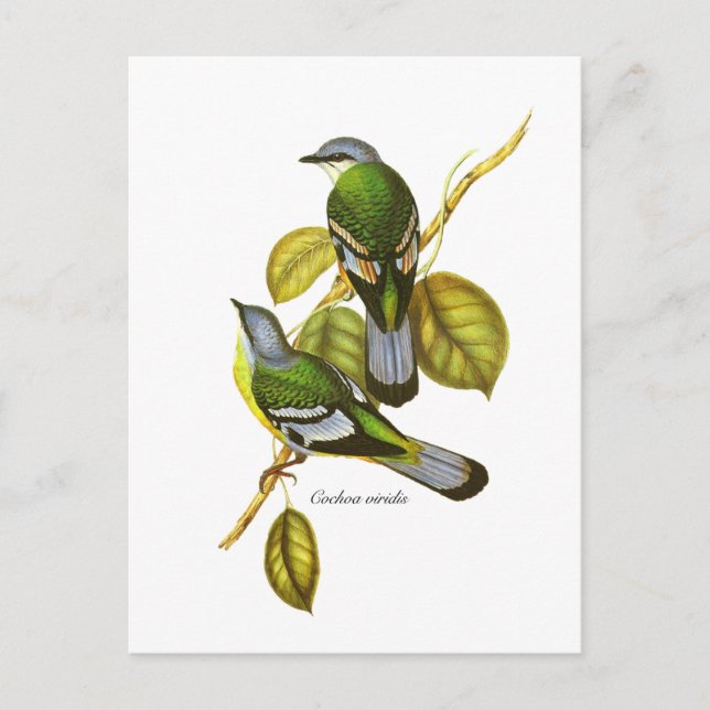 Green Cochoa Postcard (Front)