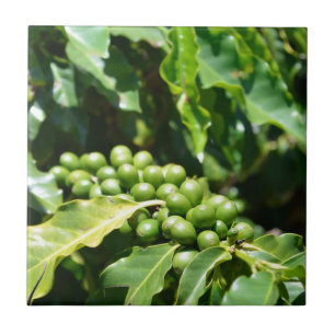 Green Coffee Berries Ceramic Tile