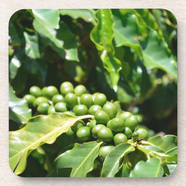 Green Coffee Berries Cork Coaster (Front)