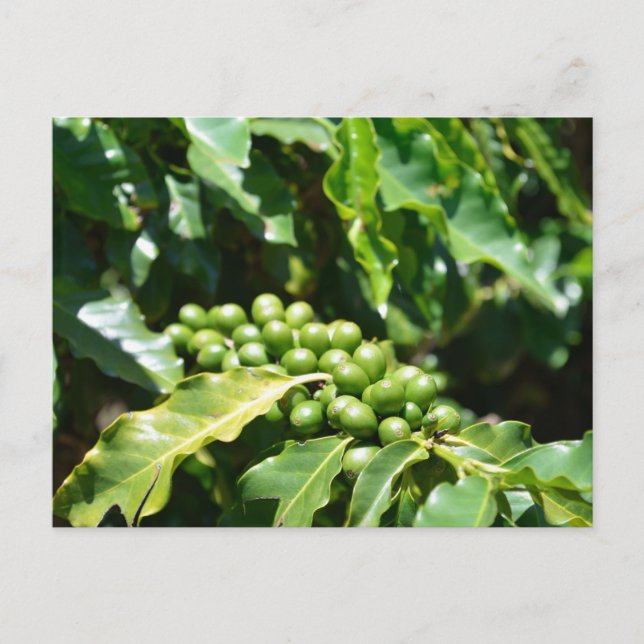 Green Coffee Berries Postcard (Front)