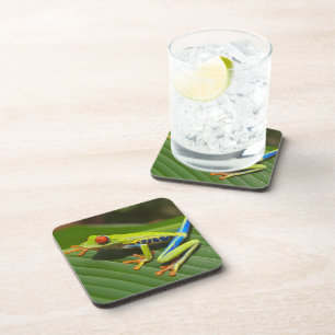 Green Colorful Jungle Tree Frog Coaster