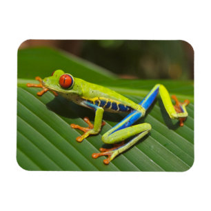 Green Colorful Jungle Tree Frog Magnet
