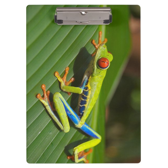 Green Colourful Jungle Tree Frog Clipboard (Front)