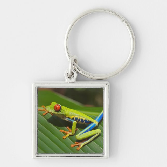 Green Colourful Jungle Tree Frog Key Ring (Front)
