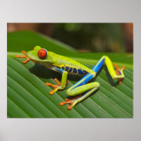Green Colourful Jungle Tree Frog