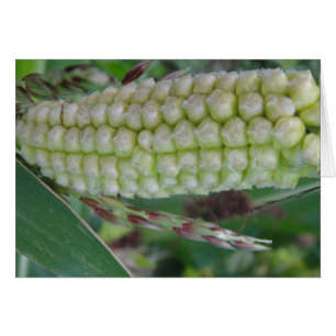 Green corncob, gray card, blank,