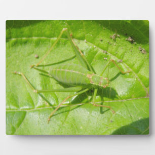Green Cricket Camouflage Plaque