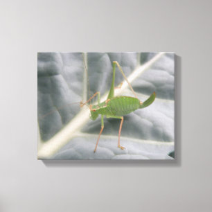 Green Cricket Macro Canvas Print