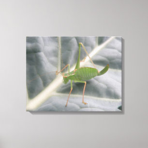 Green Cricket Macro Canvas Print