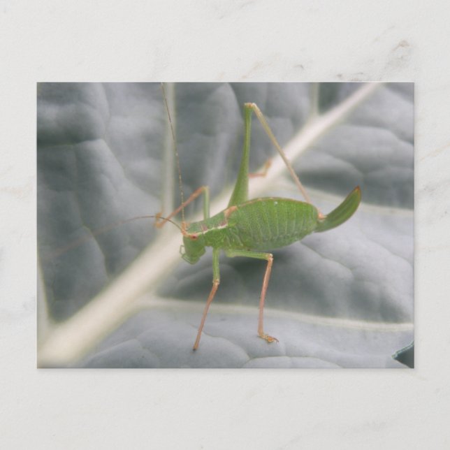 Green Cricket Macro Postcard (Front)