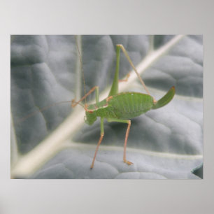Green Cricket Macro Print