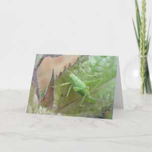 Green Cricket on a Leaf Greeting Card
