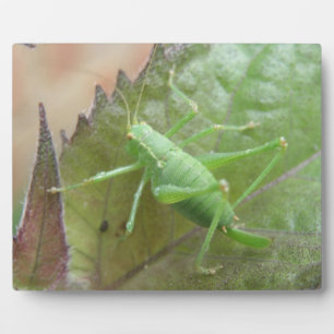 Green Cricket on a Leaf Plaque
