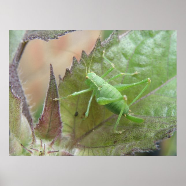 Green Cricket on a Leaf Print (Front)