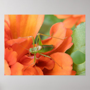 Green Cricket Print