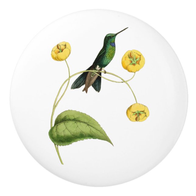 Green Crowned Brilliant Hummingbird Ceramic Knob (Front)