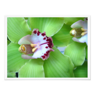 Green Cymbidium Orchids Photo Print