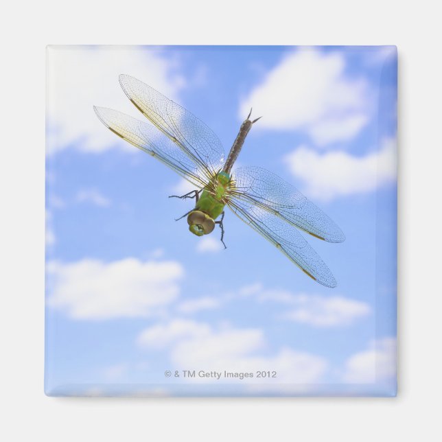 Green darner (Anax junius) flying against clouds Magnet (Front)