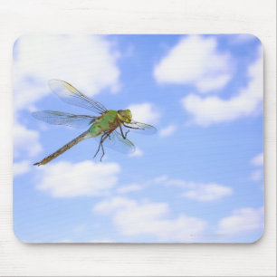 Green darner (Anax junius) flying against Mouse Mat