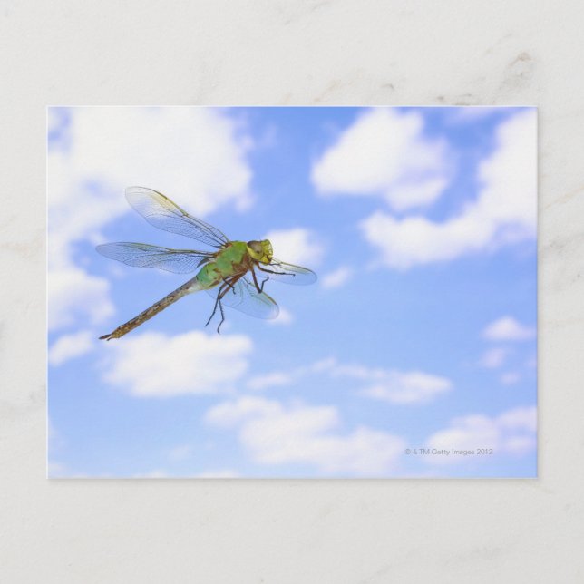 Green darner (Anax junius) flying against Postcard (Front)
