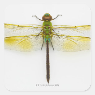 Green darner (Anax junius) on white background, Square Sticker
