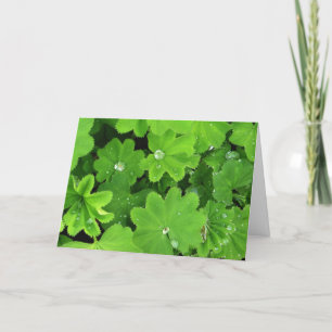 Green Dewdrops Card