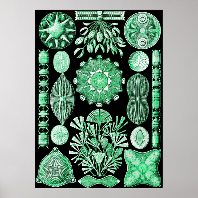 Green Diatomeae, Diatom Poster (Front)