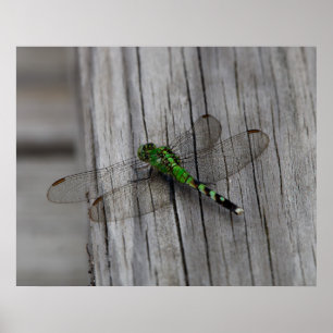 Green Dragon Poster