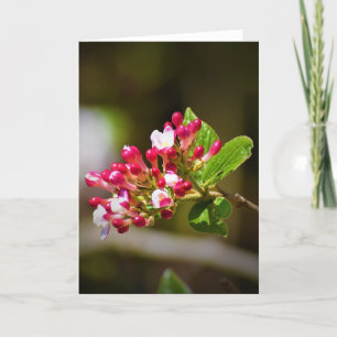 Green Earth, card