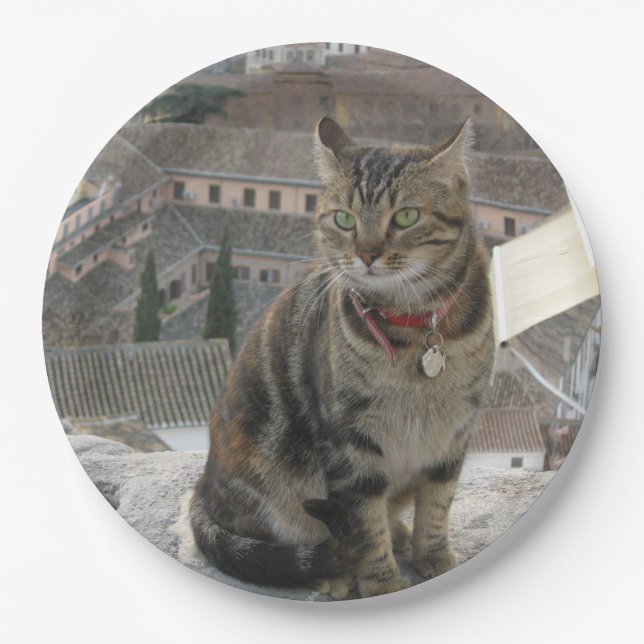 Green eyed cat photography Paper plate (Front)