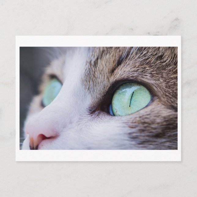 GREEN EYED CAT PHOTOGRAPHY POSTCARD (Front)