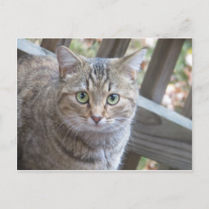 Green Eyed Cat Postcard