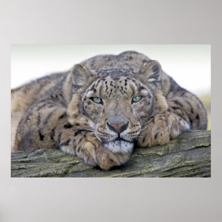 Green-Eyed Gaze Print