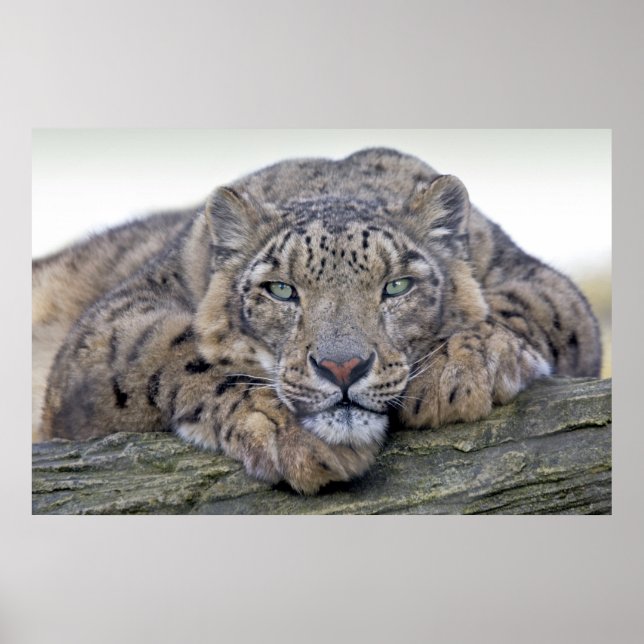 Green-Eyed Gaze Print (Front)