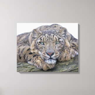 Green-Eyed Gaze Wrapped Canvas Print