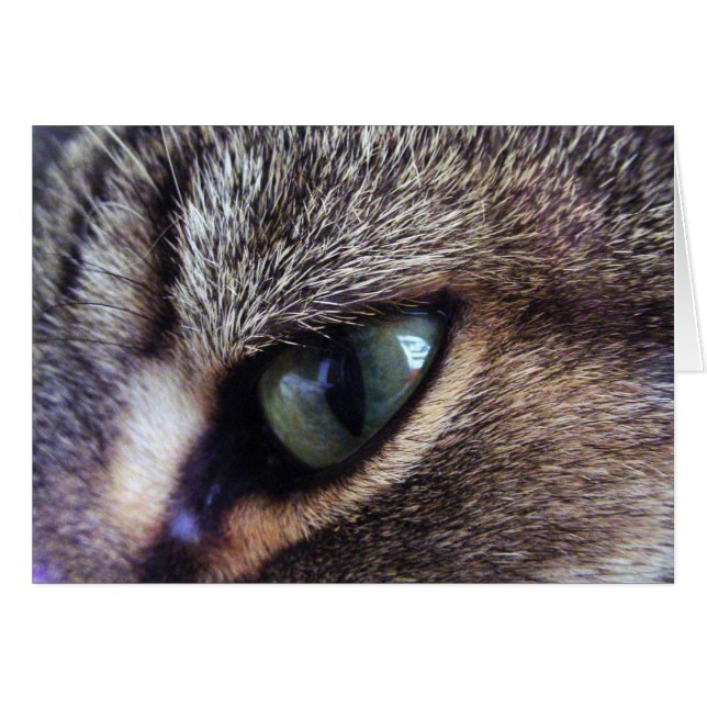 Green-Eyed Grey Tabby Cat Eye Close-Up (Front Horizontal)