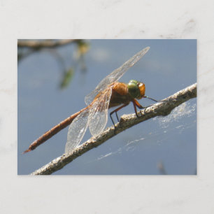 Green Eyed Hawker Dragonfly Close Up DIY Postcard