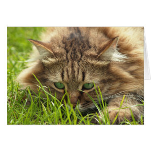 Green Eyed Hunter