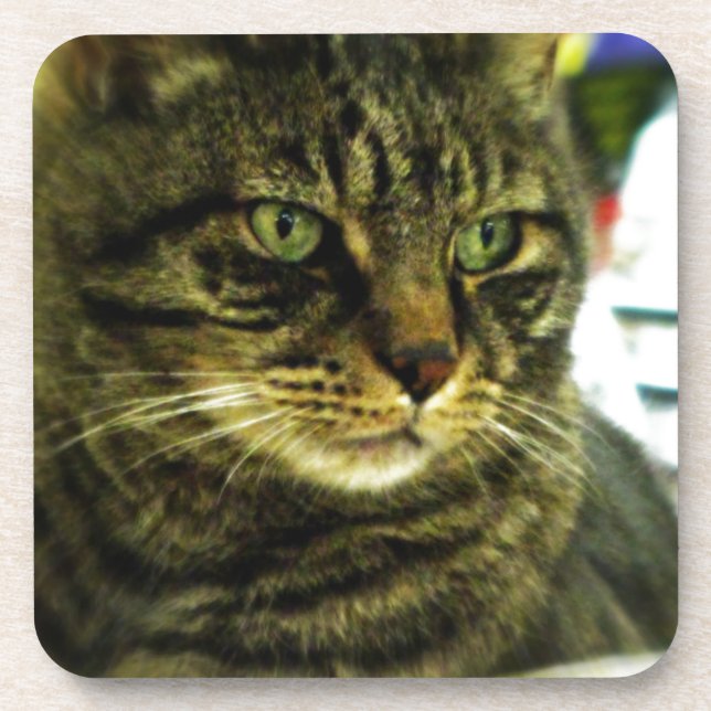 Green Eyed Tabby Face Coaster (Front)