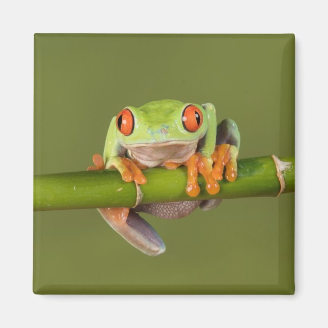 Green eyed tree frog magnet (Front)