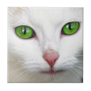 Green Eyed White Cat Tile