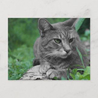 Green Eyes Cat Postcard