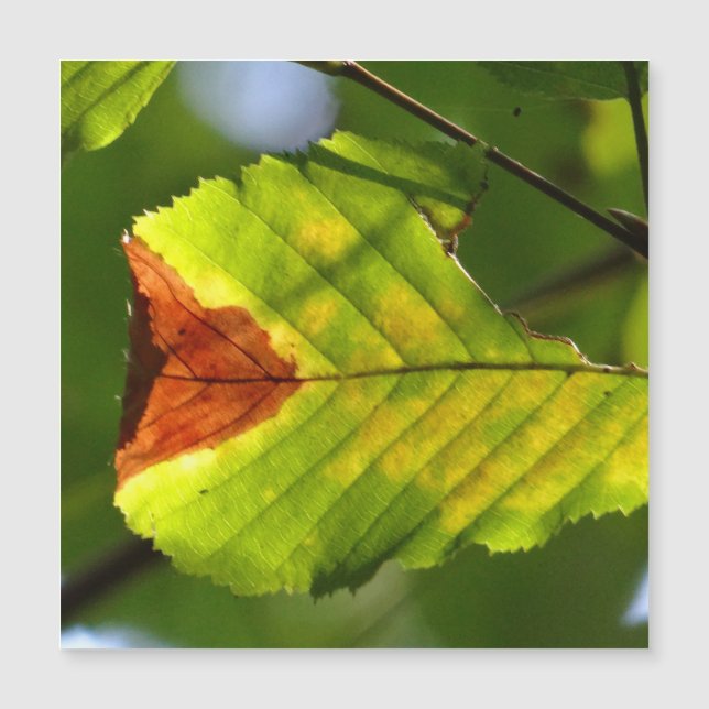 Green Fall Leaf (Front)