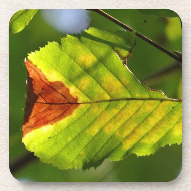 Green Fall Leaf Coaster (Front)