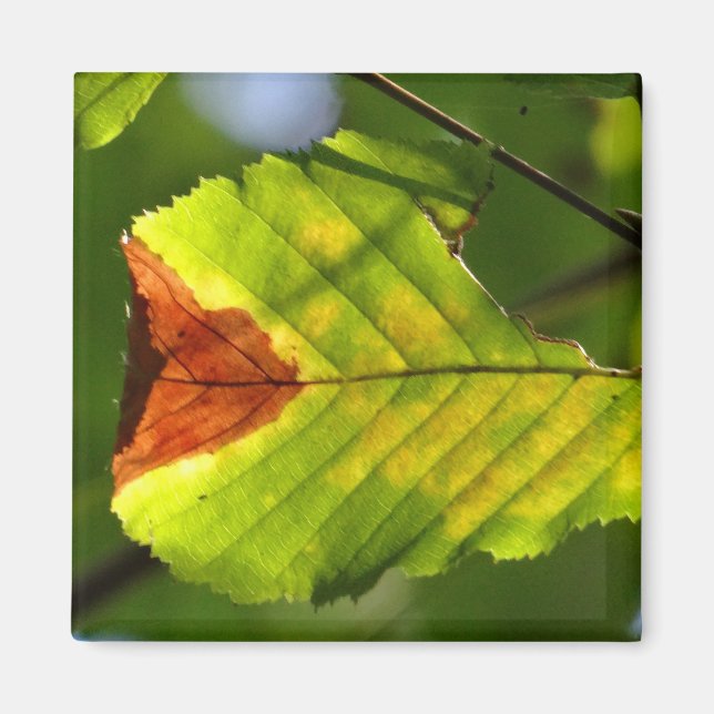 Green Fall Leaf Magnet (Front)