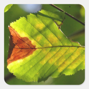 Green Fall Leaf Square Sticker